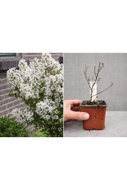 Lagerstroemia indica With Love Virgin